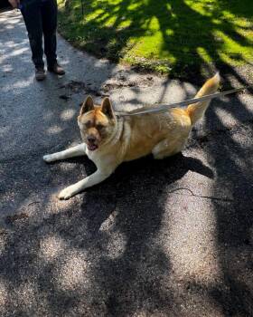 Ryden -  Akita Dog for Adoption in Grand Haven, Michigan - Ryden | PetCurious