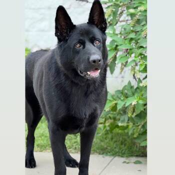 Rock -  German Shepherd Dog Dog for Adoption in Syosset, New York - Rock | PetCurious