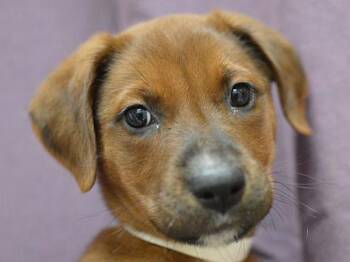 Pouch -  Pit Bull Terrier and Mixed Breed Dog for Adoption in Portland, Oregon - Pouch | PetCurious