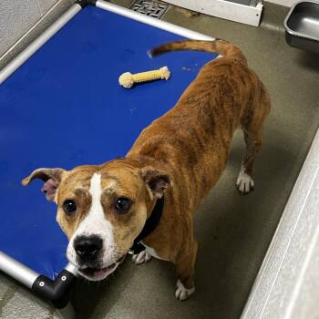 72059 -  Pit Bull Terrier Dog for Adoption in Harrisonburg, Virginia - 72059 | PetCurious
