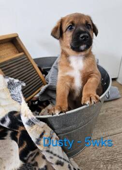 Dusty $550 -  Chihuahua and Dachshund Dog for Adoption in West Milwaukee, Wisconsin - Dusty $550 | PetCurious