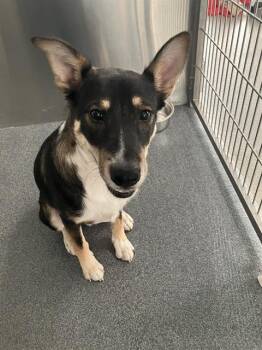 SNICKERS -  Mixed Breed Dog for Adoption in Dallas, Texas - SNICKERS | PetCurious