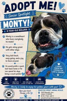 Monty -  English Bulldog Dog for Adoption in Shorewood, Illinois - Monty | PetCurious