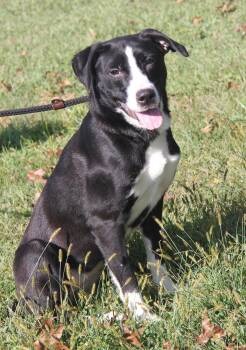 Rescue Labrador Retriever and Border Collie Dogs for Adoption in Marietta, Ohio - Magpie | PetCurious