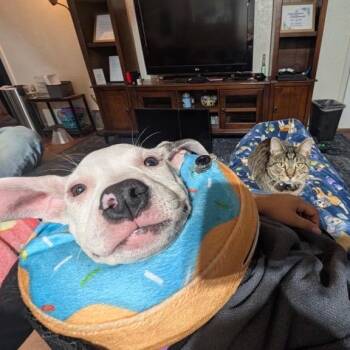 Rescue American Staffordshire Terrier Dogs for Adoption in Hyattsville, Maryland - Snow | PetCurious