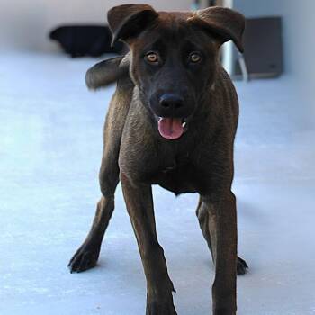 Zelda -  Mixed Breed Dog for Adoption in Las Cruces, New Mexico - Zelda | PetCurious