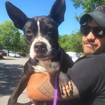 Boxer and Mixed Breed Dogs Available for Adoption in Valdosta, Georgia - Lyla | PetCurious