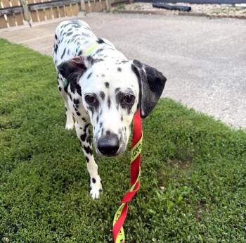 Mabel-Moline, IL -  Dalmatian Dog for Adoption in San Diego, California - Mabel-Moline, IL | PetCurious