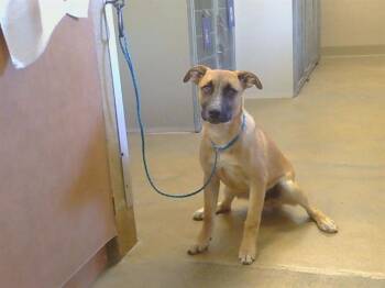 German Shepherd Dog and Mixed Breed Dogs Available for Adoption - AXEL | PetCurious