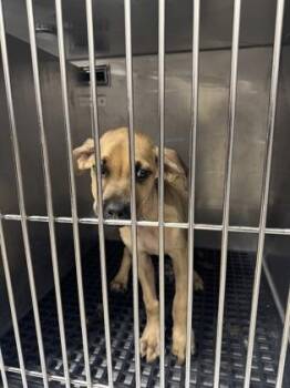 Squeaky -  Pit Bull Terrier and Mixed Breed Dog for Adoption in Westland, Michigan - Squeaky | PetCurious