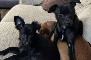 Chihuahua Dogs Available for Adoption - Harley And Marley | PetCurious