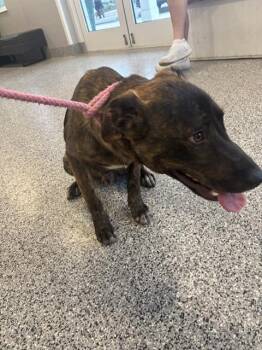 German Shepherd Dog Dogs Available for Adoption in Palmetto, Florida - A135251 | PetCurious