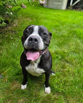Danger -  Labrador Retriever and Pit Bull Terrier Dog for Adoption in Darien Center, New York - Danger | PetCurious
