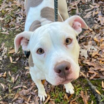 Rescue American Staffordshire Terrier Dogs for Adoption in Raleigh, North Carolina - Krispy Kreme | PetCurious