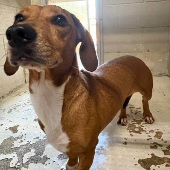 SAS-A-90931 -  Mixed Breed Dog for Adoption in Milton, Florida - SAS-A-90931 | PetCurious
