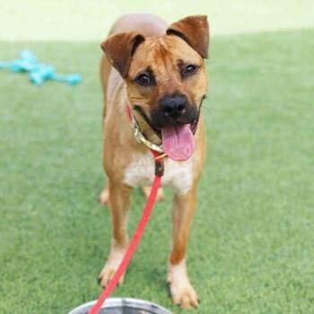 Mackey -  Shepherd and Mixed Breed Dog for Adoption in Atlanta, Georgia - Mackey | PetCurious