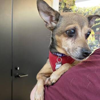 Canary 14192 -  Chihuahua Dog for Adoption in San Francisco, California - Canary 14192 | PetCurious