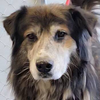 Rescue Mixed Breed Dogs for Adoption in Las Cruces, New Mexico - Spikey | PetCurious