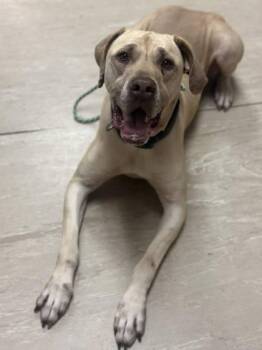 Sarabi -  Boerboel and Mixed Breed Dog Available for Adoption in West Chester, Pennsylvania - Sarabi | PetCurious