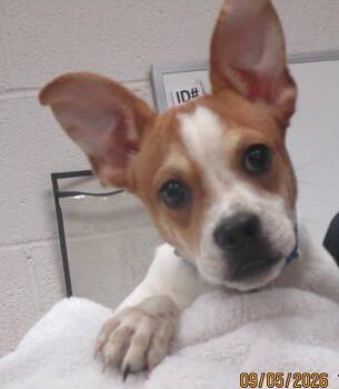 Kyzer(308) -  Terrier Dog for Adoption in Marietta, Georgia - Kyzer(308) | PetCurious
