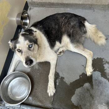 IVHS-Stray-142027 -  Husky Dog for Adoption in San Gabriel, California - IVHS-Stray-142027 | PetCurious