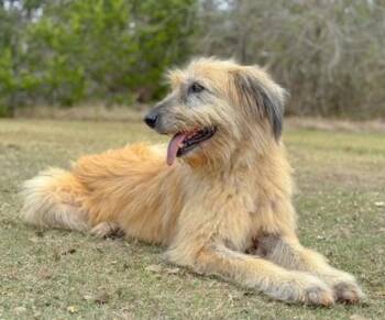 Bouvier Des Flandres and Sheep Dog Dogs Available for Adoption - Rue | PetCurious