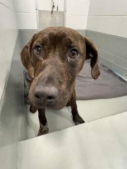 Mixed Breed Dogs Available for Adoption in Daytona Beach, Florida - Kash - P | PetCurious