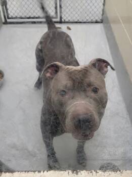 Rescue Pit Bull Terrier Dogs for Adoption in Lawrenceville, Georgia - Pen 193c Leo | PetCurious