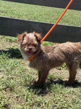 Gizzi -  Affenpinscher and Shih Tzu Dog for Adoption in Wauchula, Florida - Gizzi | PetCurious