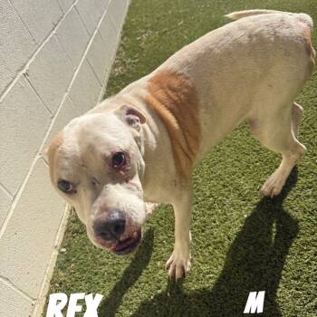 Rescue Mixed Breed Dogs for Adoption in Loxahatchee Groves, Florida - Rex 9791 | PetCurious