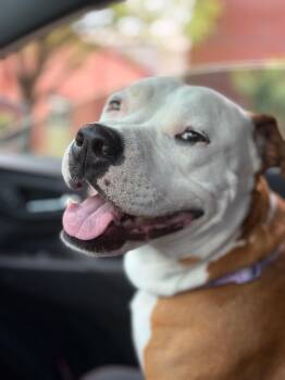 Pit Bull Terrier Dogs Available for Adoption in Mooresville, North Carolina - Mabel | PetCurious