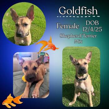 Goldfish -  German Shepherd Dog and Terrier Dog for Adoption in Caldwell, Texas - Goldfish | PetCurious