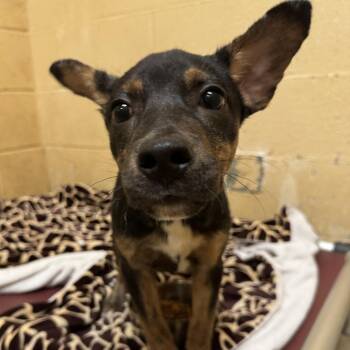CJ -  Mixed Breed Dog for Adoption in Corinth, Mississippi - CJ | PetCurious