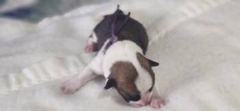 Ms purple -  Pembroke Welsh Corgi Dog for Sale in Beech Island, South Carolina - Ms Purple | PetCurious