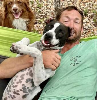 German Shorthaired Pointer Dogs Available for Adoption in Austin, Texas - Tank  | PetCurious