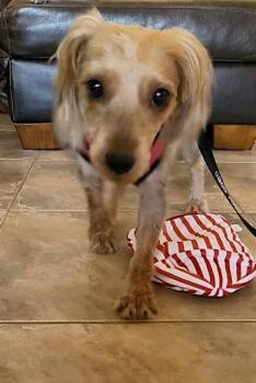 Leiaunah -  Yorkshire Terrier and Dachshund Dog for Adoption in Mesa, Arizona - Leiaunah | PetCurious