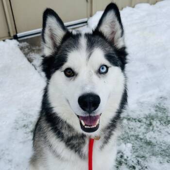 Olaf -  Siberian Husky Dog for Adoption in Canton, Illinois - Olaf | PetCurious