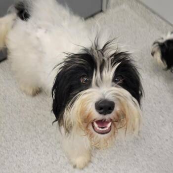 Lucy -  Shih Tzu Dog for Adoption in Cooperstown, New York - Lucy | PetCurious