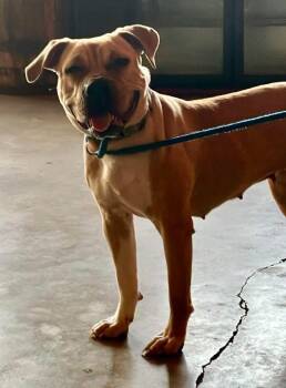 Black Mouth Cur Dogs Available for Adoption in Shreveport, Louisiana - Eden | PetCurious