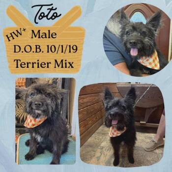 Rescue Terrier Dogs for Adoption in Caldwell, Texas - Toto | PetCurious