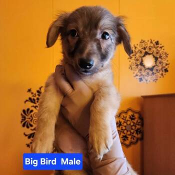 Big Bird -  Chihuahua and German Shepherd Dog Dog for Adoption in Evansville, Indiana - Big Bird | PetCurious