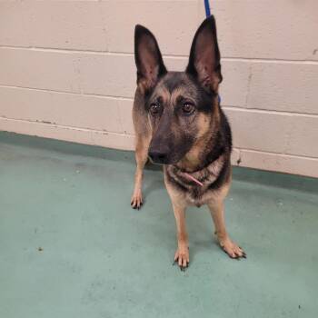 MALISA J -  Mixed Breed Dog for Adoption in Memphis, Tennessee - MALISA J | PetCurious