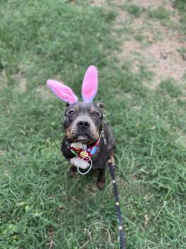 American Staffordshire Terrier Dogs Available for Adoption in Mico, Texas - Bobo | PetCurious