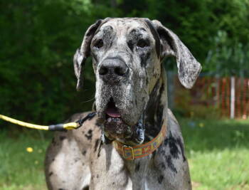 Rescue Great Dane Dogs for Adoption in Iron Station, North Carolina - Maple | PetCurious