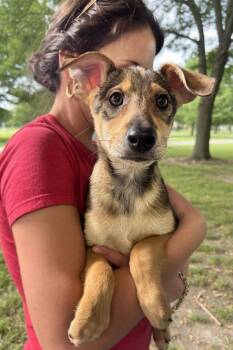 Terrier Dogs Available for Adoption in Elmsford, New York - Lyra Available 6/4 | PetCurious