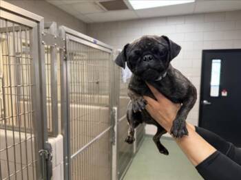 BUTTERCUP -  Pug Dog for Adoption in Santa Fe, New Mexico - BUTTERCUP | PetCurious