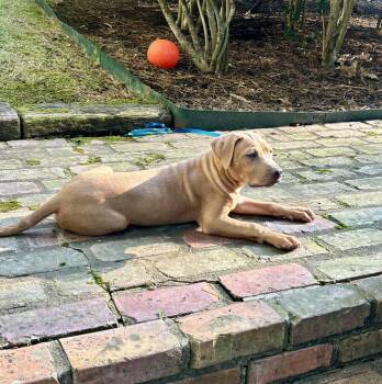 Spud Potato -  Black Mouth Cur Dog for Adoption in Boston, Massachusetts - Spud Potato | PetCurious