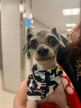 LambChop -  Miniature Poodle and Poodle Dog for Adoption in Tifton, Georgia - LambChop | PetCurious