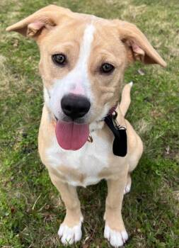 WILLOW -  Labrador Retriever Dog for Adoption in Sandusky, Ohio - WILLOW | PetCurious