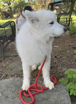 Samoyed Dogs Available for Adoption in East Greenville, Pennsylvania - Buster | PetCurious